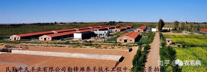 寻求农村致富项目养羊_致富经创业项目农村养殖羊_致富经单县养羊