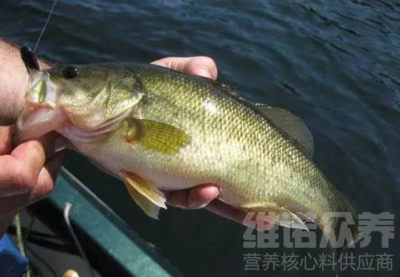 鲈鱼怎么养殖人工，鲈鱼养殖方法与技术