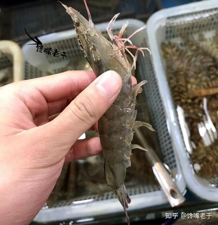致富虾真的_炒虾尾的虾是什么虾_致富经 虾