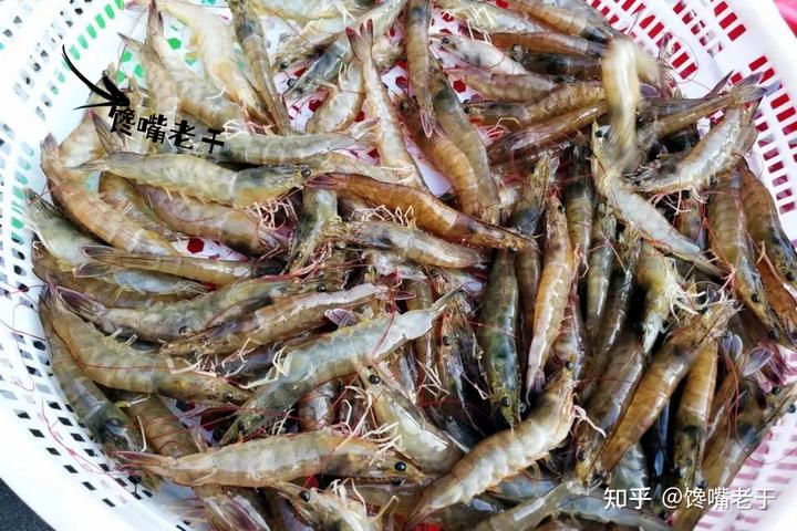 致富虾真的_致富经 虾_炒虾尾的虾是什么虾
