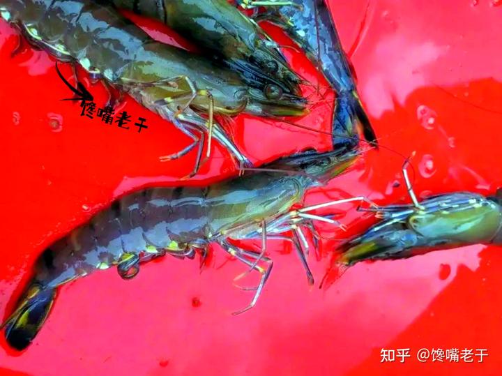 炒虾尾的虾是什么虾_致富经 虾_致富虾真的