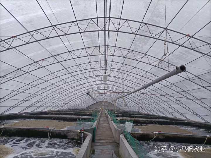 致富经 虾_致富虾真的_致富经 虾