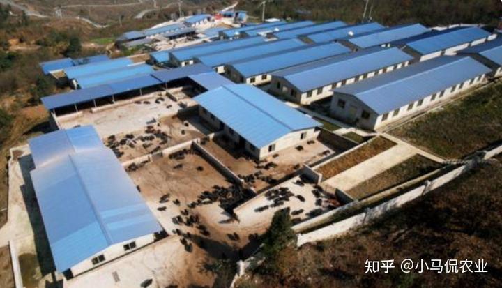 跑山猪养殖成本与利润_养殖跑山猪致富_跑山猪养殖视频播放