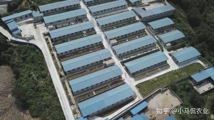 跑山猪养殖视频播放_跑山猪养殖成本与利润_养殖跑山猪致富
