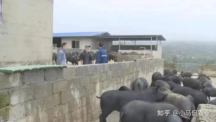 养殖跑山猪致富_跑山猪养殖成本与利润_跑山猪养殖视频播放