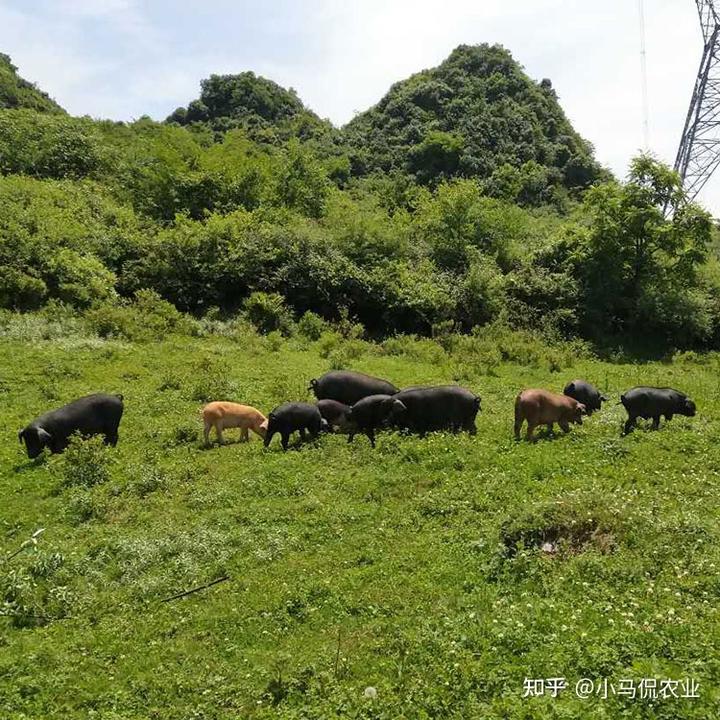 跑山猪养殖视频播放_跑山猪养殖成本与利润_养殖跑山猪致富