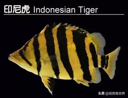 玩三湖逃不过珍珠虎，浅谈珍珠虎的饲养与繁殖