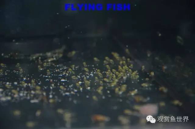 人工胡蜂养殖技术_人工胡养殖技术_人工养殖视频