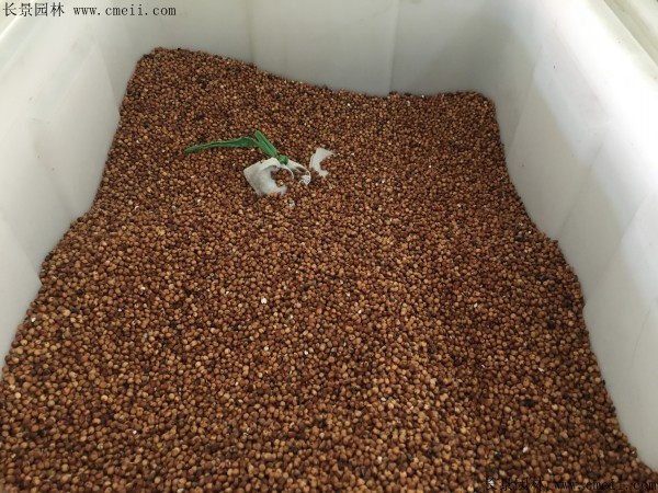 种植甜高粱上当受骗_甜高梁种植致富_种植甜高粱