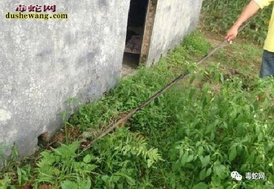 乌梢蛇的养殖技术_养殖乌梢蛇需要什么证_养殖乌梢蛇的投资和利润