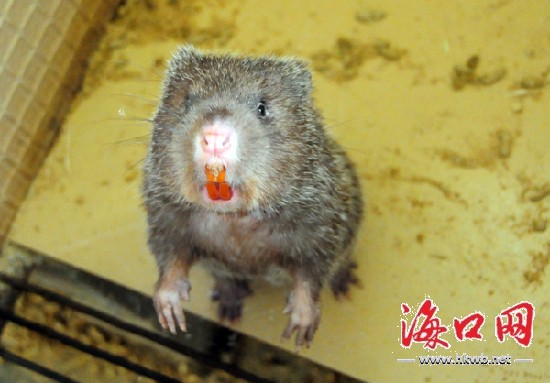 IT工程师喜爱农村养殖 自办基地欲带海南乡亲致富