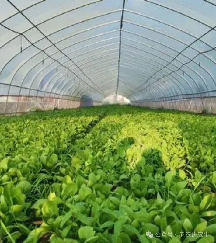 农村种植致富好项目大全（推荐6个销路好的种植项目）