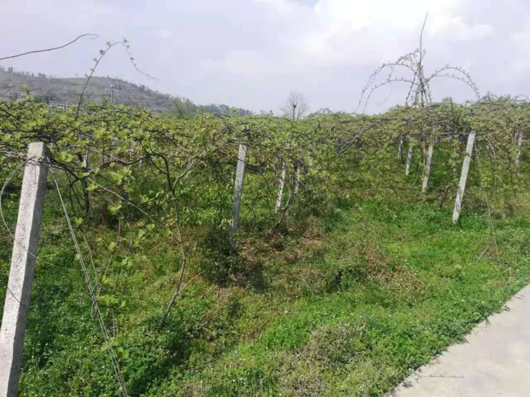 返乡农民工杨成美：带领群众发展种植养殖业走上致富路