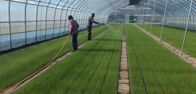 大葱种植大户_大葱种植收益如何_大葱种植增收致富