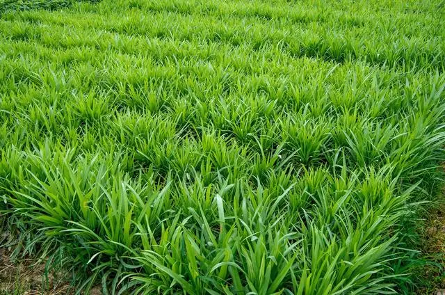 韭菜种植山东技术视频_山东韭菜的种植技术_山东韭菜种植基地