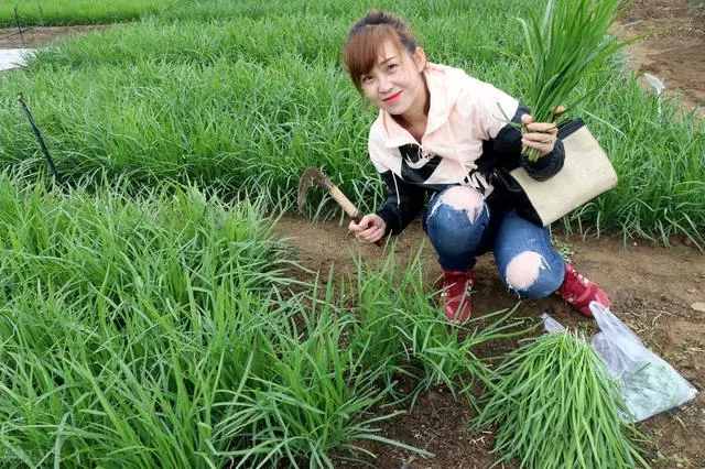 山东韭菜种植基地_韭菜种植山东技术视频_山东韭菜的种植技术