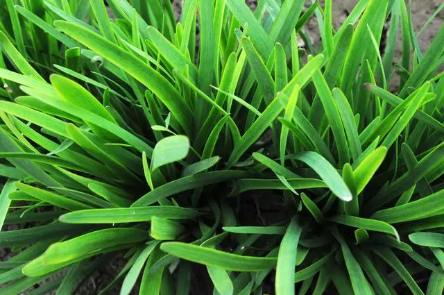 山东韭菜的种植技术_韭菜种植山东技术视频_山东韭菜种植基地