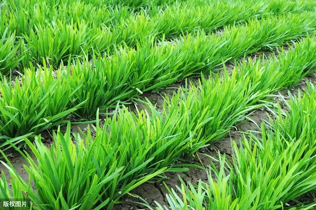 韭菜种植山东技术视频_山东韭菜的种植技术_山东韭菜种植基地