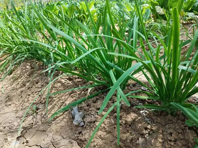 山东韭菜种植基地_韭菜种植山东技术视频_山东韭菜的种植技术