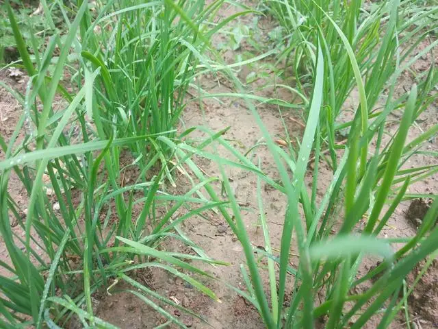 韭菜种植山东技术视频_山东韭菜种植基地_山东韭菜的种植技术