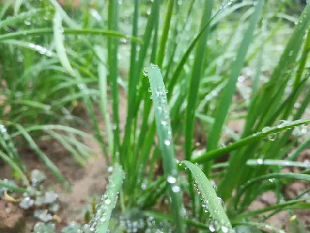 韭菜种植山东技术视频_山东韭菜种植基地_山东韭菜的种植技术
