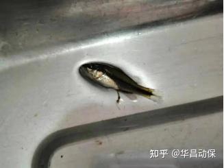 加州鲈苗期成活率，那是你不知道这几个小秘诀！