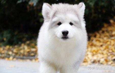 肉用犬养殖实用技术_肉用犬高效养殖新技术书籍_实用犬养殖肉技术用途是什么