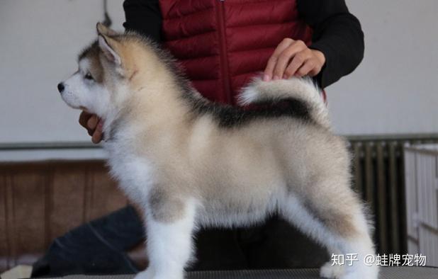 肉用犬养殖实用技术_肉用犬高效养殖新技术书籍_实用犬养殖肉技术用途是什么