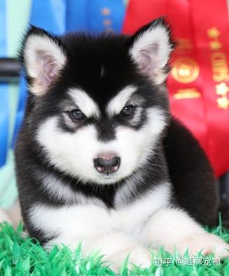 实用犬养殖肉技术用途是什么_肉用犬高效养殖新技术书籍_肉用犬养殖实用技术