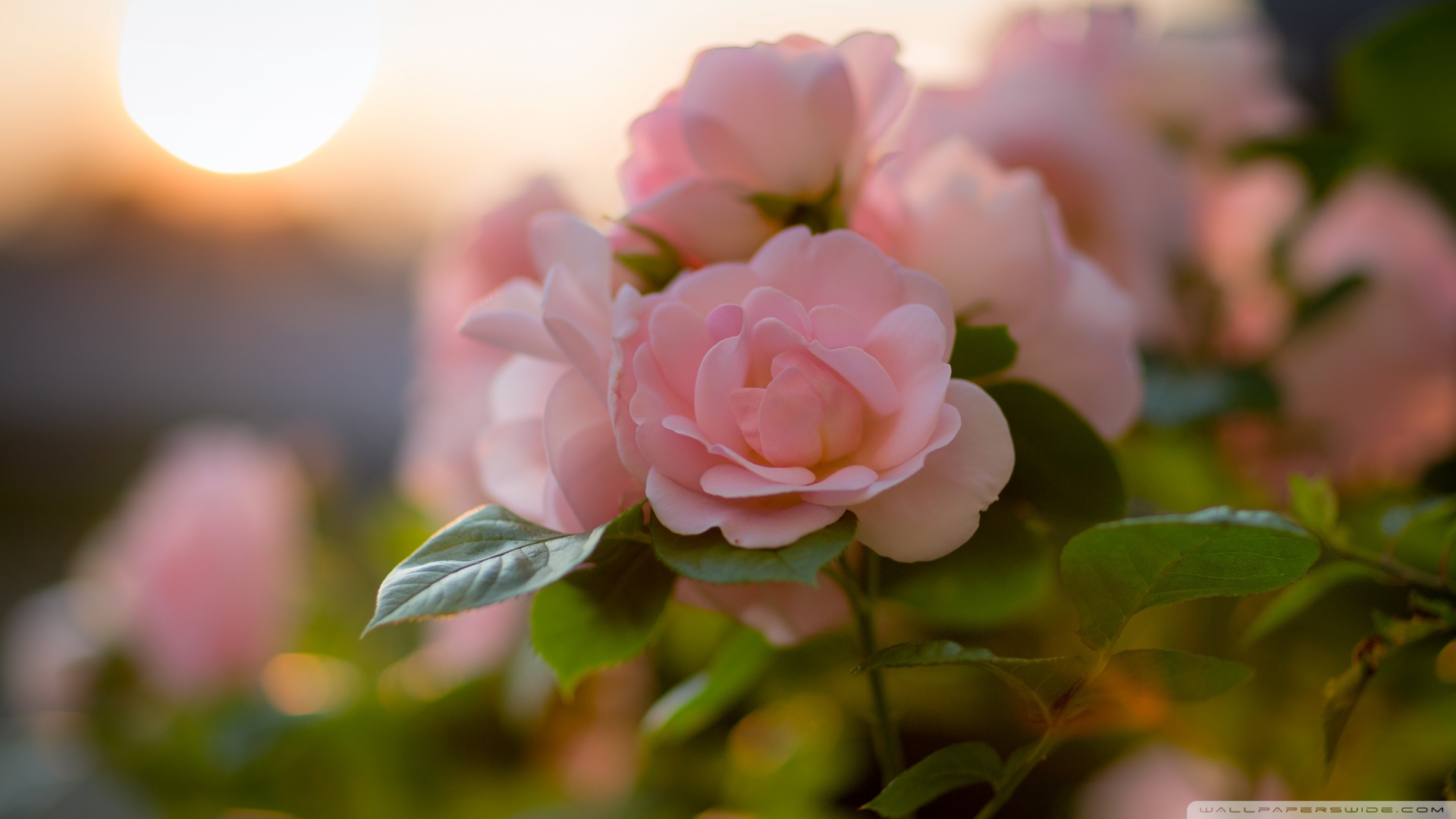 虫草花海鲜，花旗参虫草花能否同鱿鱼一起吃吗