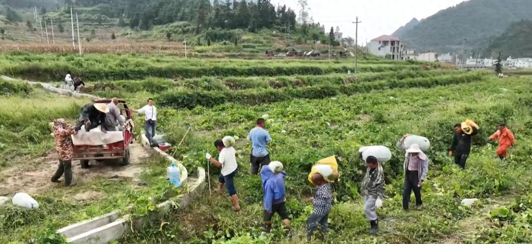 最美新农人 | 孟信英：致富女能手 为乡村振兴贡献巾帼力量