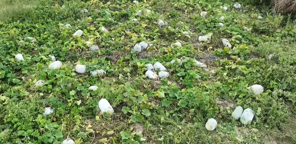 种植红菜苔致富_农广天地红菜苔种植技术视频_种红菜苔视频