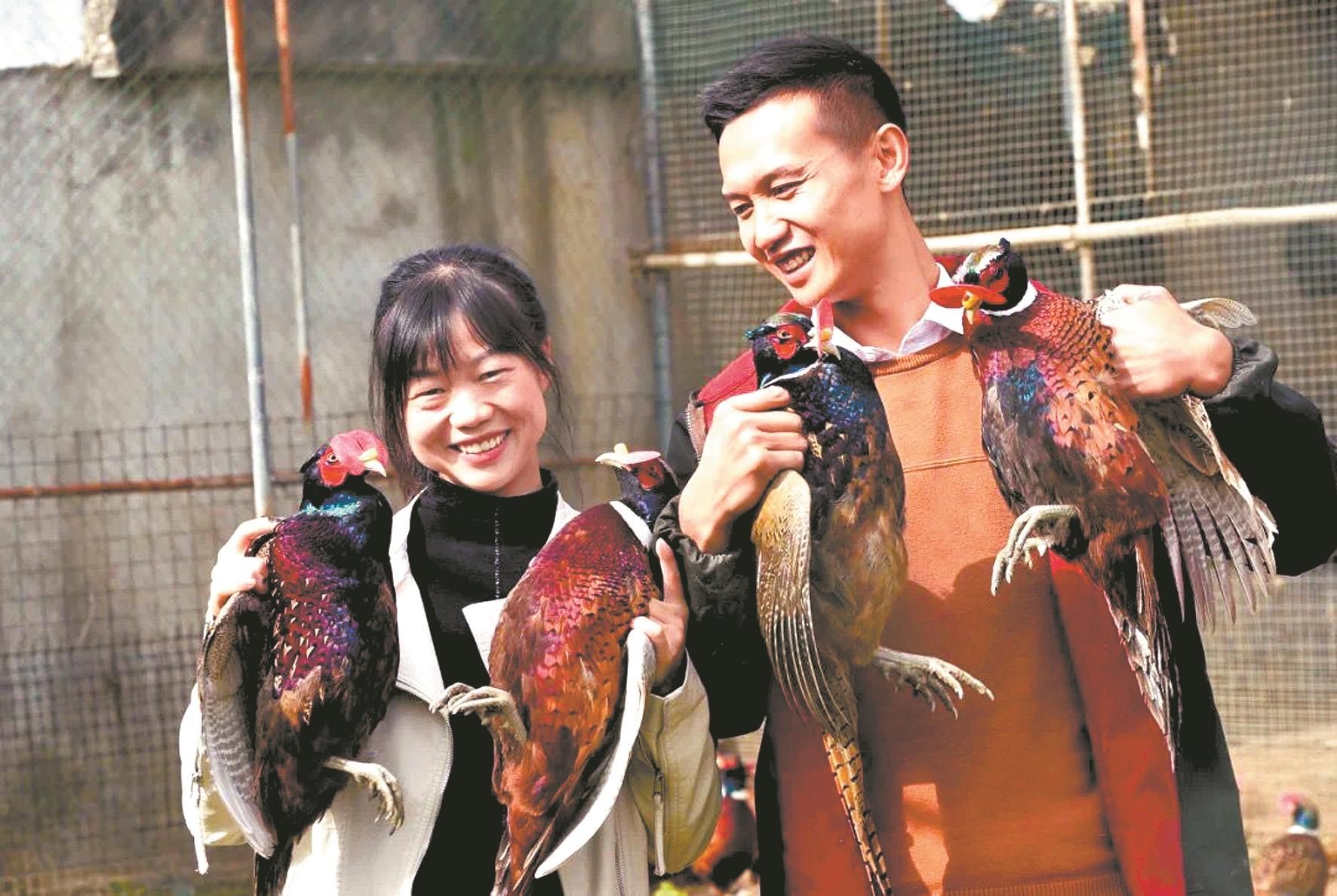 带动周边农户参与养殖共同致富 80后夫妻南漳山村驯养“七彩山鸡”
