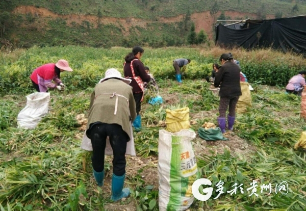 生姜种植致富商_致富经生姜种植技术视频_致富生姜种植商电话