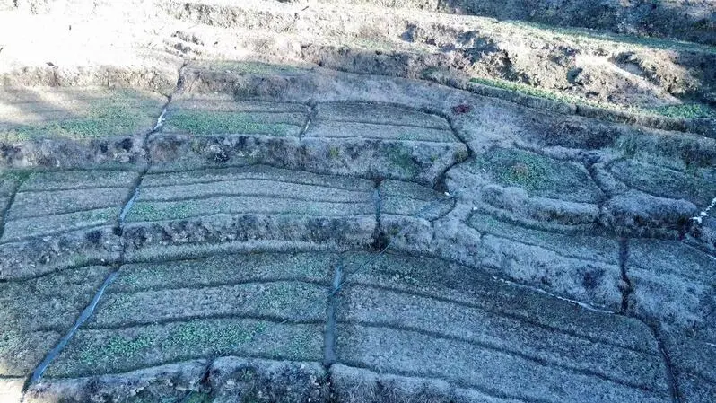 土地流转致富案例_土地流转种植致富项目_致富流转种植土地项目有哪些