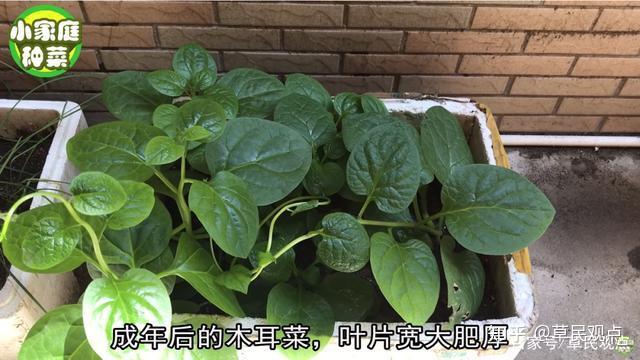 致富经种草莓尹淑萍_致富经草莓_姚伟种草莓致富经视频
