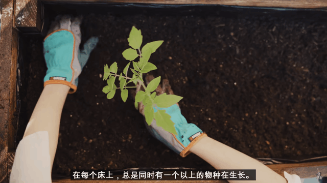致富经种草莓尹淑萍_姚伟种草莓致富经视频_致富经草莓