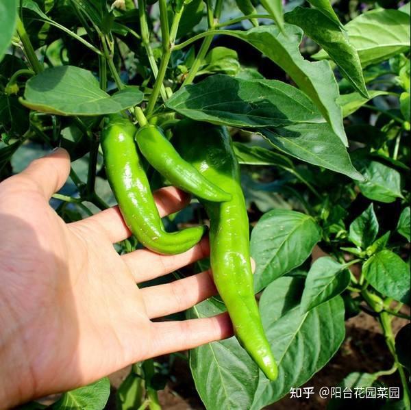 辣椒种植树技术视频_辣椒树苗怎么种_辣椒树怎么种植技术