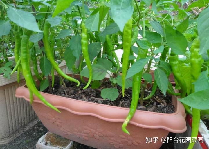 辣椒种植树技术视频_辣椒树怎么种植技术_辣椒树苗怎么种