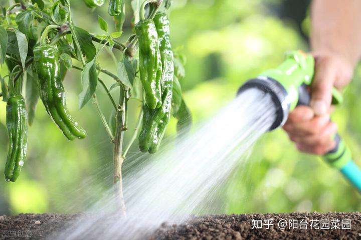 辣椒种植树技术视频_辣椒树苗怎么种_辣椒树怎么种植技术