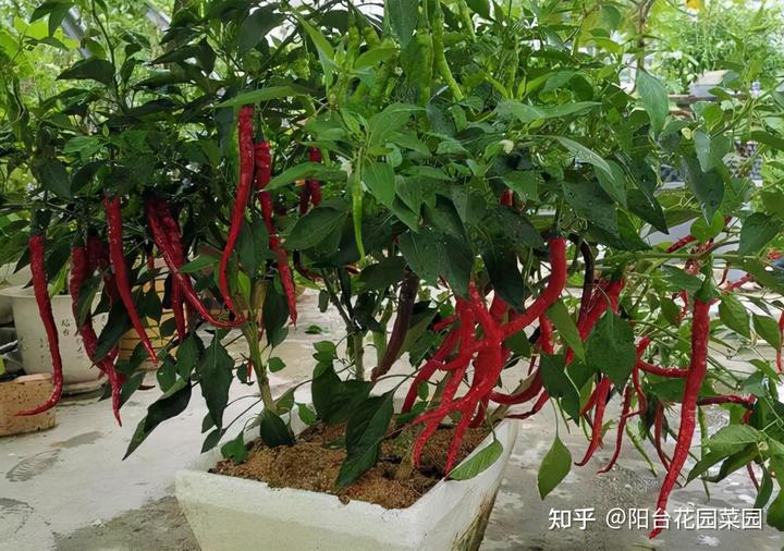 辣椒树苗怎么种_辣椒树怎么种植技术_辣椒种植树技术视频