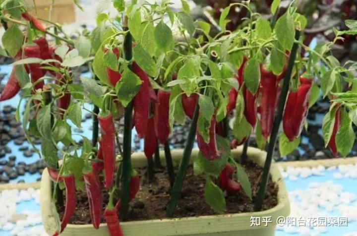 辣椒种植树技术视频_辣椒树怎么种植技术_辣椒树苗怎么种