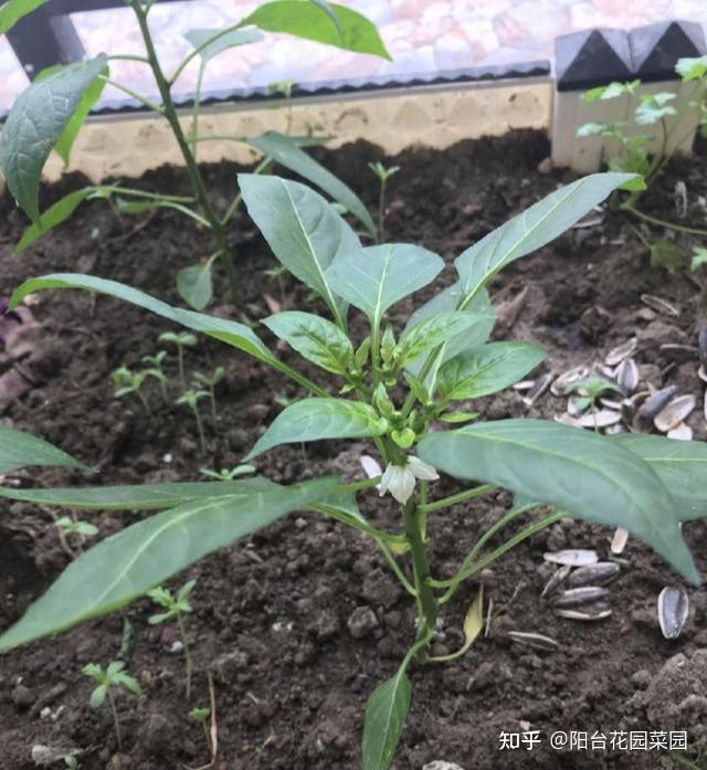 辣椒树苗怎么种_辣椒种植树技术视频_辣椒树怎么种植技术