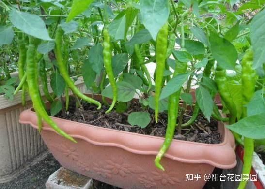 辣椒树苗怎么种_辣椒种植树技术视频_辣椒树怎么种植技术