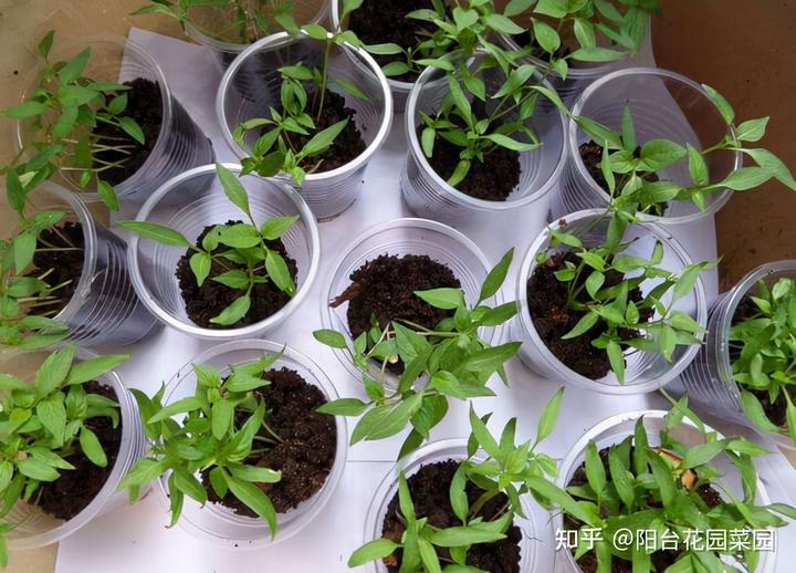 辣椒种植树技术视频_辣椒树苗怎么种_辣椒树怎么种植技术