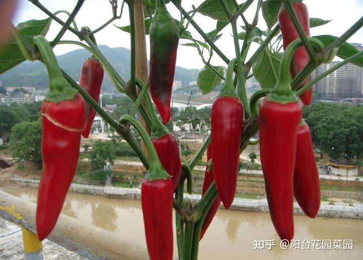 辣椒树怎么种植技术_辣椒树苗怎么种_辣椒种植树技术视频