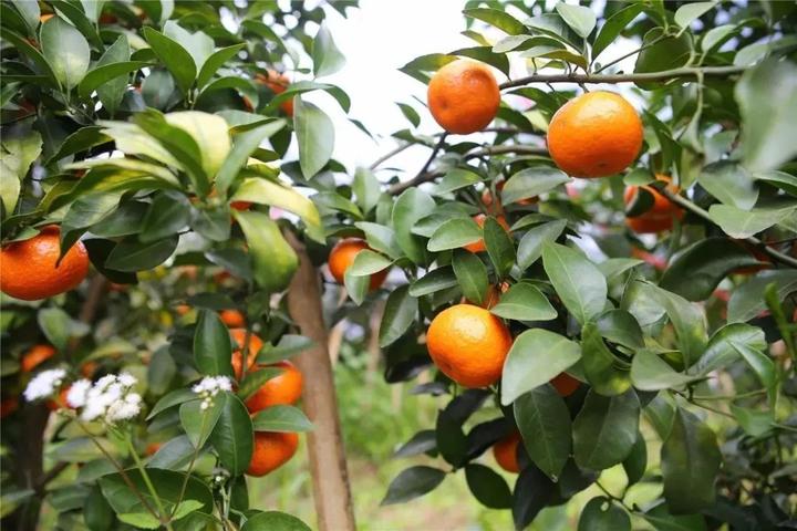 沙糖桔种植技术视频_沙糖桔全年种植技术_种沙糖桔管理技术大全