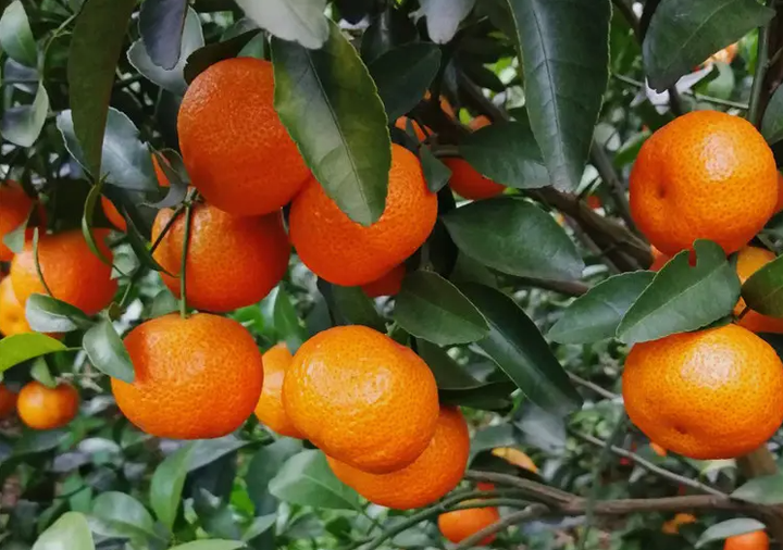 沙糖桔种植技术视频_种沙糖桔管理技术大全_沙糖桔全年种植技术