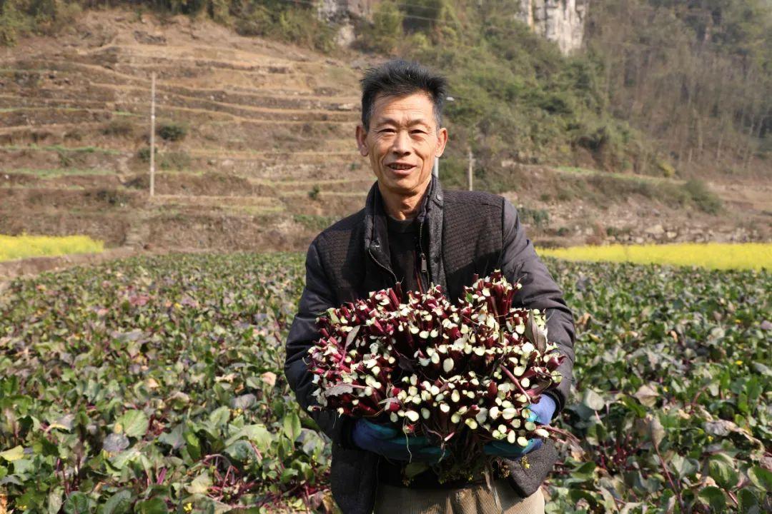 种红菜苔视频_种植红菜苔经济效益_种植红菜苔致富