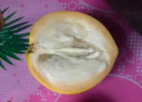 香蕉种植收益_香蕉种植效益_假香蕉种植致富